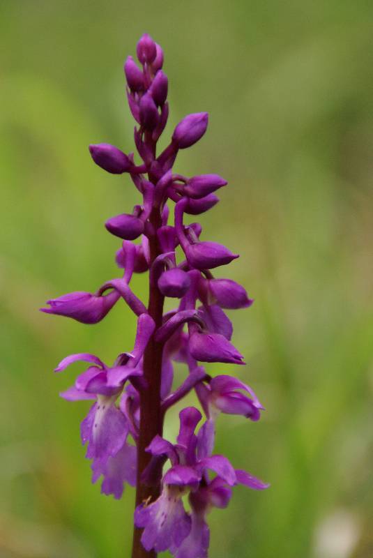 Unser Orchideenpark Bild Nr.015